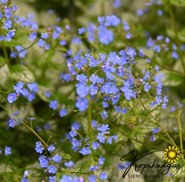 Brunnera, krukplanta